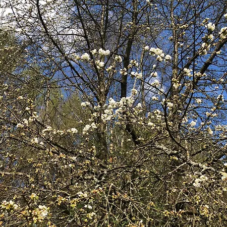 Pentarthouse Апартаменты Буршайд