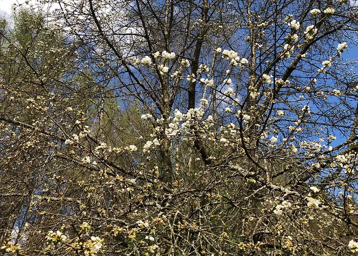 Pentarthouse Daire Burscheid